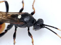 Ichneumon suspiciosus