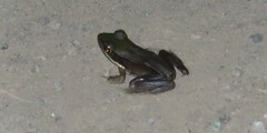 Lithobates vaillanti