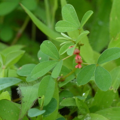 Indigofera trifoliata