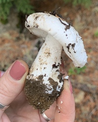 Amanita smithiana