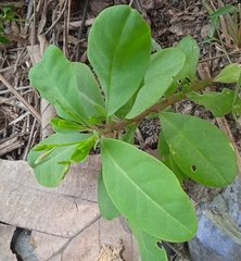 Talinum fruticosum