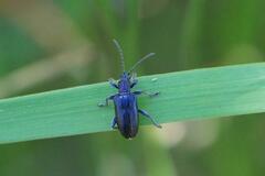 Plateumaris discolor