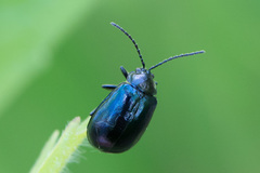 Agelastica alni