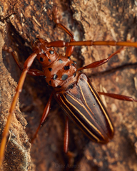 Chydarteres striatus