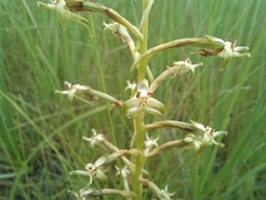 Habenaria humilior