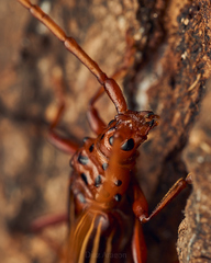 Chydarteres striatus