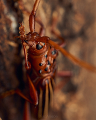 Chydarteres striatus