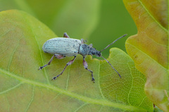 Phyllobius glaucus