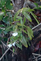 Epidendrum eburneum