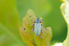Phyllobius glaucus