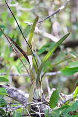 Epidendreae