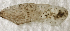 Romna pallida