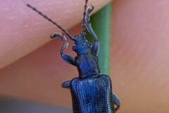 Plateumaris discolor