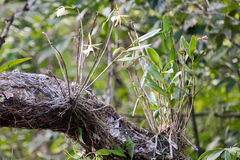 Epidendreae