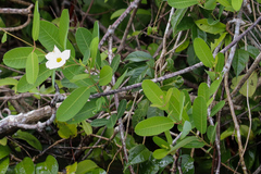 Rhabdadenia