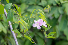 Bignonia callistegioides