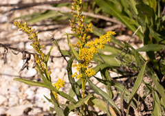 Solidago mexicana