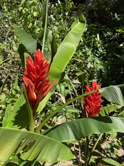 Musa coccinea