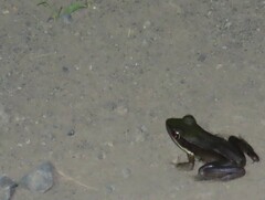 Lithobates vaillanti