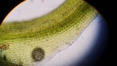 Distichium capillaceum