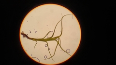 Distichium capillaceum