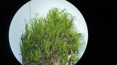 Distichium capillaceum