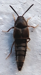 Staphylinidae