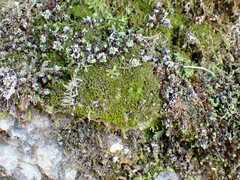 Gymnostomum aeruginosum