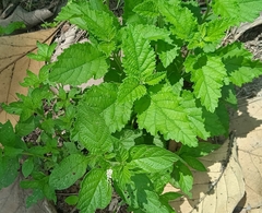 Varronia bullata