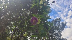 Cobaea scandens