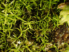 Gymnostomum aeruginosum