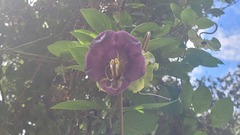Cobaea scandens