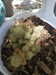 Mammillaria prolifera