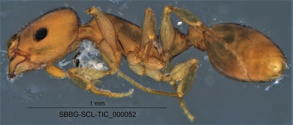 Andre's Acorn Ant