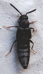 Staphylinidae