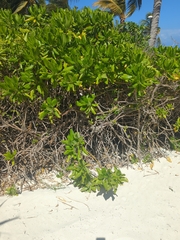 Scaevola taccada