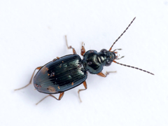 Bembidion biguttatum