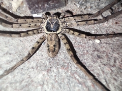 Heteropoda venatoria