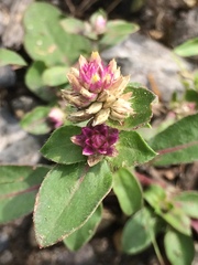 Gomphrena serrata