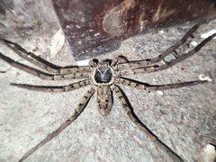 Heteropoda venatoria