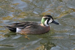 Sibirionetta formosa