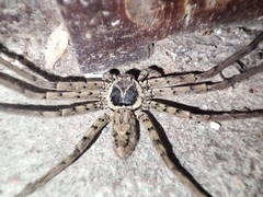 Heteropoda venatoria