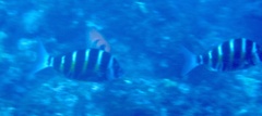 Diplodus fasciatus