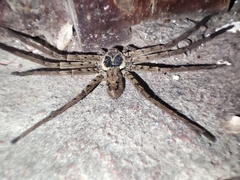 Heteropoda venatoria