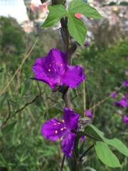 Tradescantia crassifolia