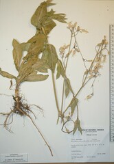 Silene csereii