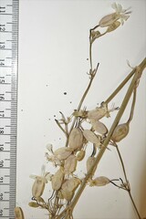 Silene csereii