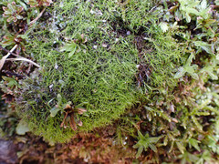 Distichium capillaceum