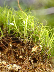 Distichium capillaceum