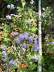 Ageratum houstonianum